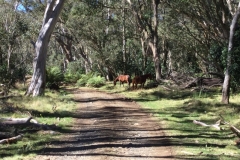 Barrington Tops