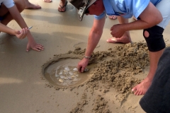 Collecting Pipis On The Beach