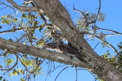 Tawny Frog Mouth
